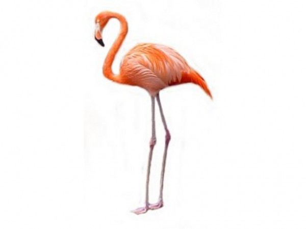 flamingo6.jpg
