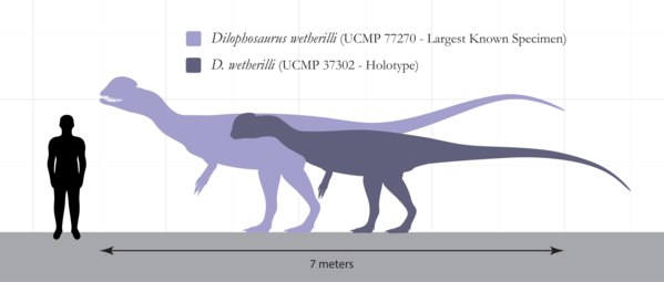 Dilophosaurus_Size_Comparison.svg.png