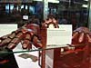 DSC09409.jpg