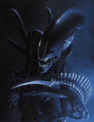 xenomorph.jpg