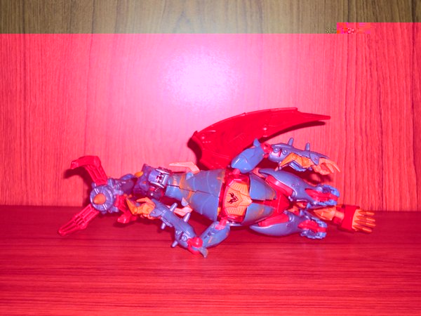French Lizards.JPG