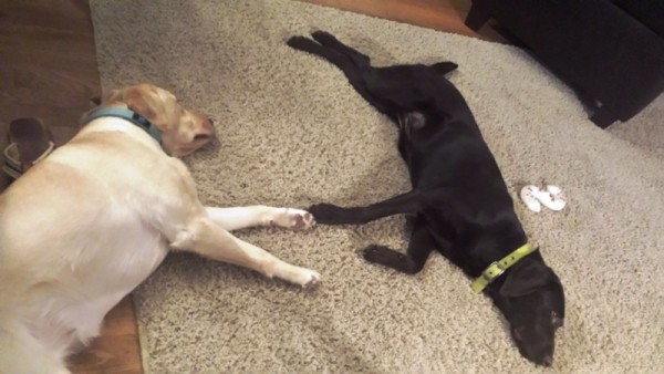 PUPZ.jpg