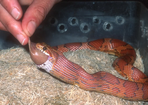 Feedingasnakesausage.jpg