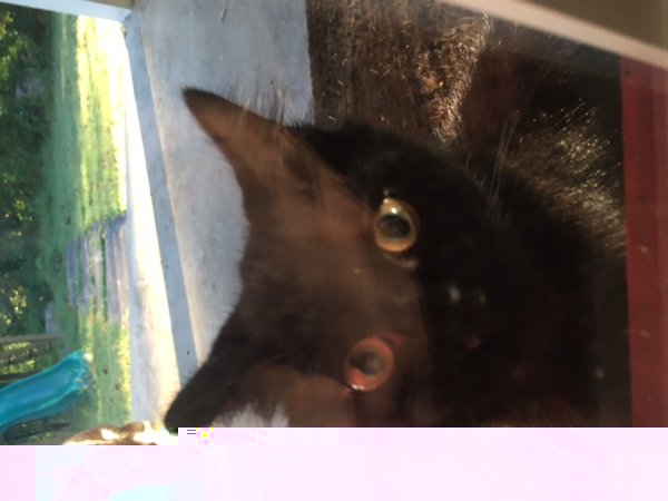 image.jpeg