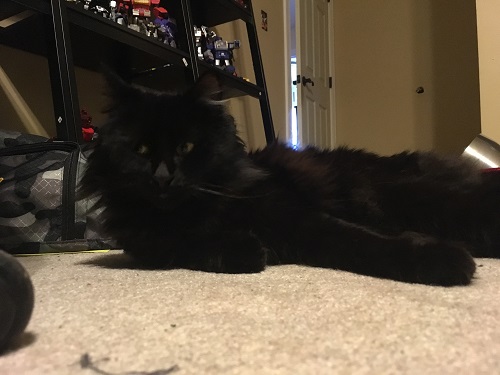 Kitty.jpg