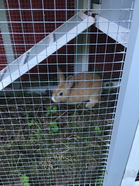 Rabbit.jpg