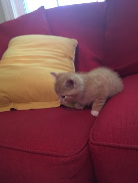 Luke the Cat.jpg