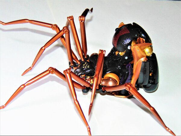 Blackarachnia (2).JPG
