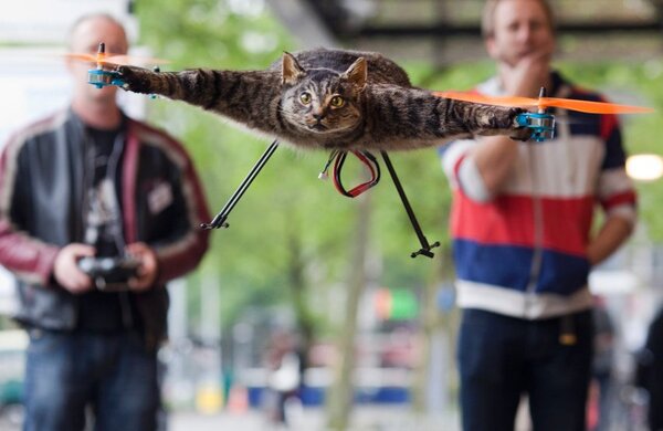 meow.jpg