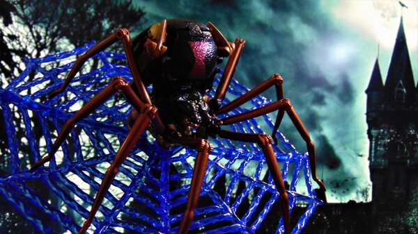 Spider (1).JPG