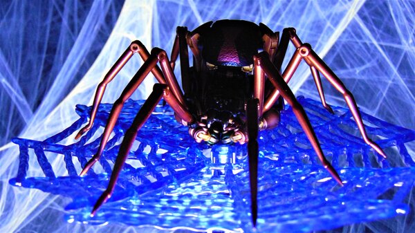 Spider (2).JPG