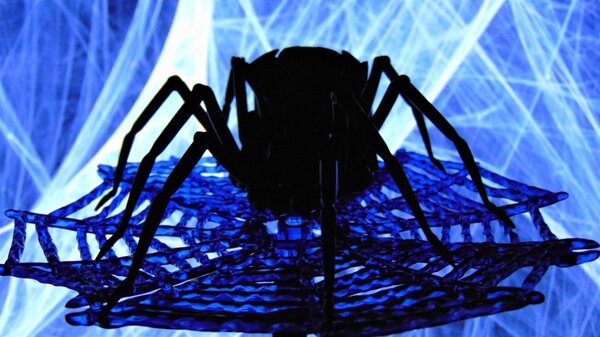 Spider (3).JPG
