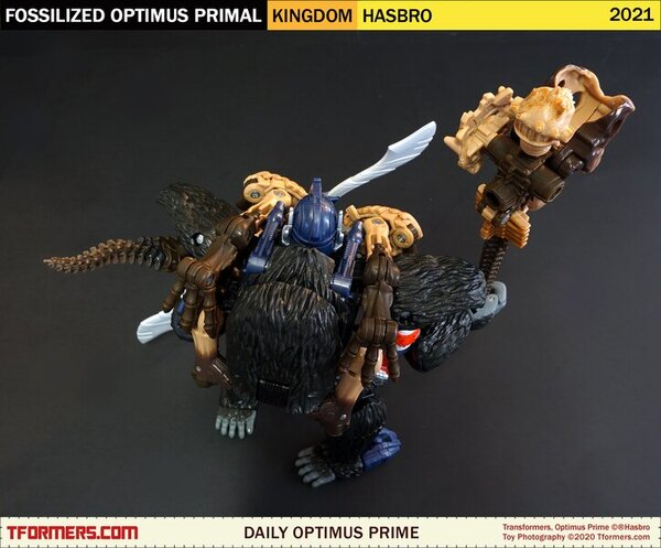Daily Prime - Transformers Kingdom Fossilized Optimus Primal (5)__scaled_600.jpg