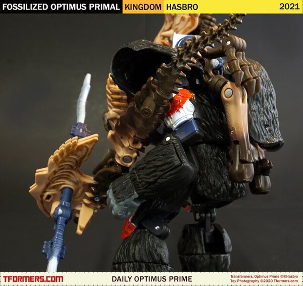 Daily Prime - Transformers Kingdom Fossilized Optimus Primal (7)__scaled_600.jpg