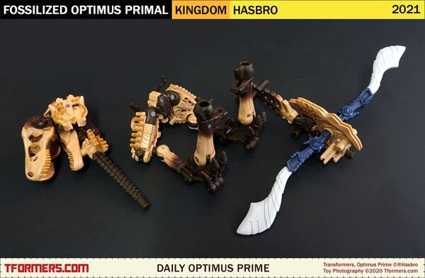 Daily Prime - Transformers Kingdom Fossilized Optimus Primal (9)__scaled_600.jpg