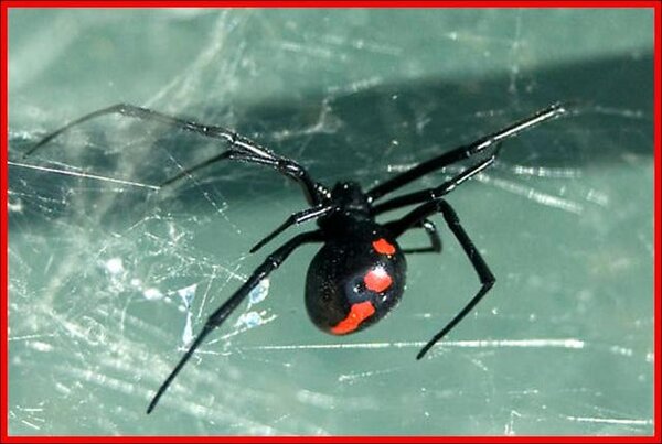 BlackWidowSpiderInWeb1-e1418671015981.jpg