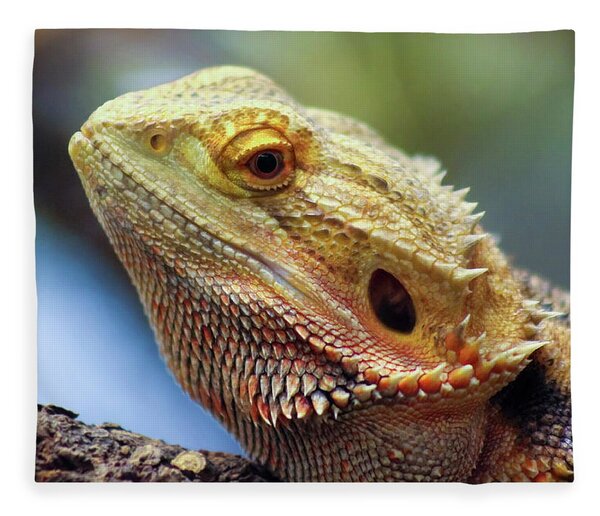 a-pogona-commonly-known-as-the-bearded-dragon-derrick-neill.jpg