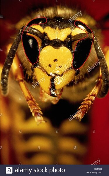 zoology-animals-insects-wasps-detail-compound-eyes-close-up-distribution-worldwide-animal-insect-X5T16K.jpg