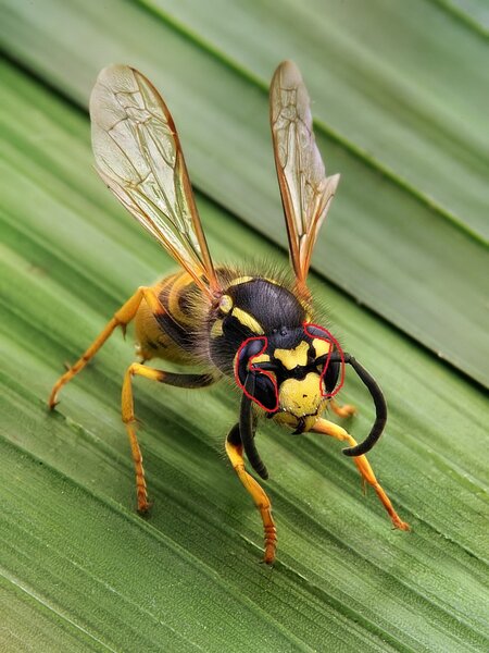 wikipedia wasp.jpg