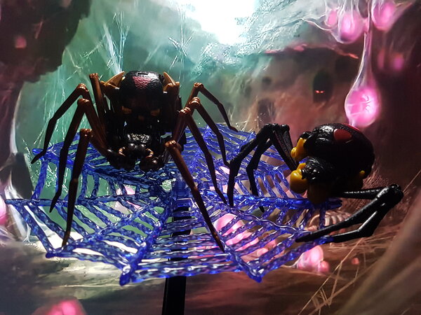 Spiders (4).jpg