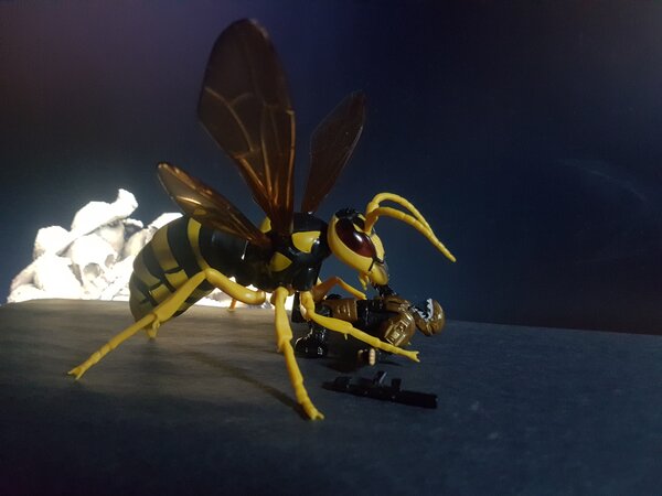The Wasp Woman (2).jpg