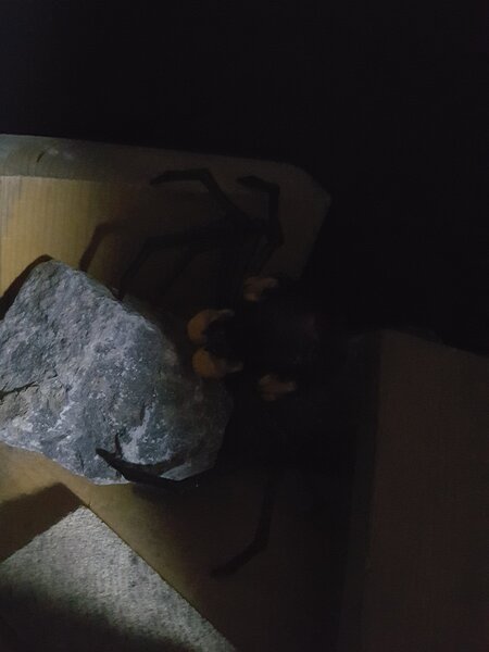 Blackarachnia shed (1).jpg