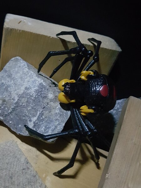 Blackarachnia shed (3).jpg