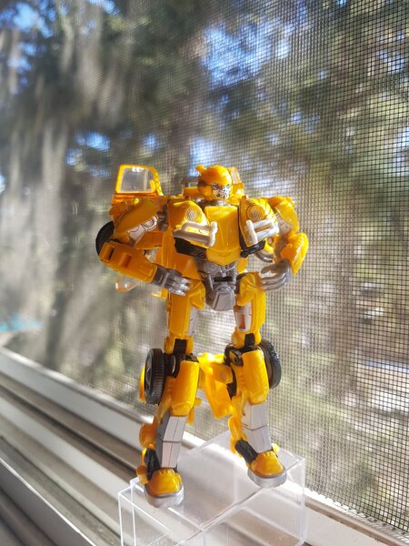 Bumblebee Window (3).jpg