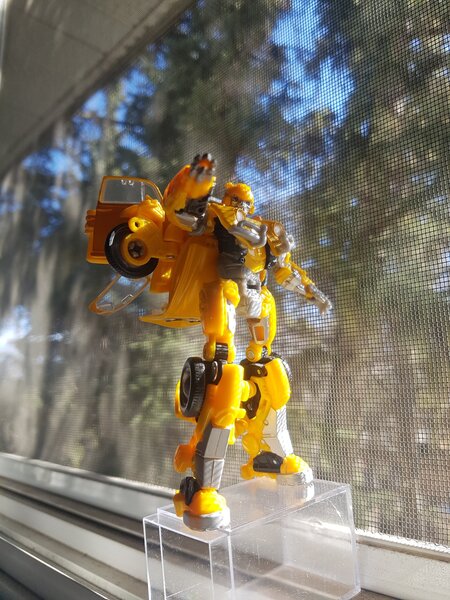Bumblebee Window (4).jpg