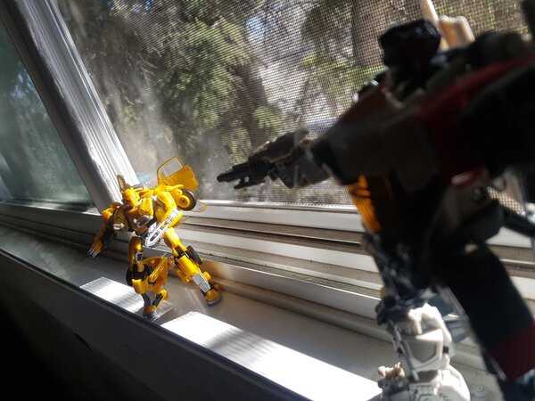 Bumblebee Window (7).jpg