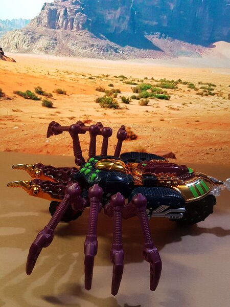 TM Tarantulas (2).jpg