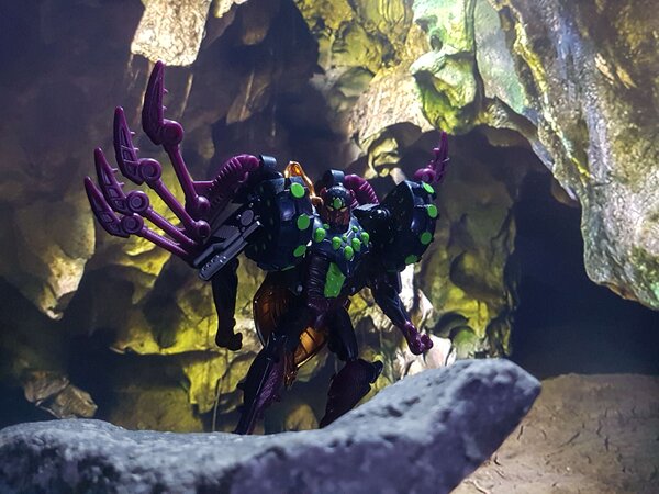 TM Tarantulas (4).jpg