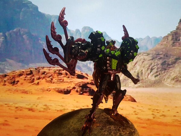 TM Tarantulas (6).jpg