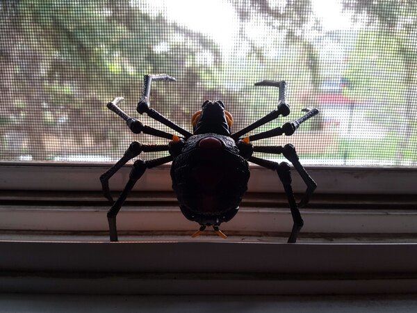 WFCK Blackarachnia (1).jpg