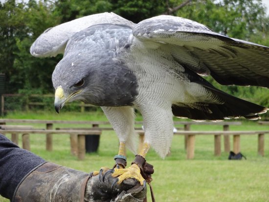 birds-of-prey-centre.jpg