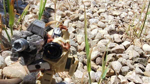 Tall grass.jpg