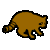 Racoon
