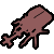 Rhinoceros Beetle