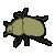 Dung Beetle
