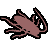 Cockroach