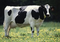 Transformers News: Dairycon 2011 Pre-Registration Is Now Open!
