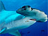 Transformers News: Shark Week Day 3: featuring HAMMERSTRIKE and the Fuzor AIR HAMMER Transformers News: Shark Week Day 3: featuring HAMMERSTRIKE and the Fuzor AIR HAMMER