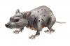 Product image of Rattrap