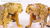Beast Wars Telemocha Series Cheetas (Cheetor)  (Reissue) - Image #53 of 118