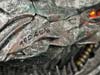 Kids Logic Grimlock - Image #63 of 115