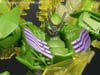 Age of Extinction: Generations Snarl - Image #91 of 134