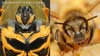 Takara Tomy: Movie Advanced Bumblebee - Image #84 of 155