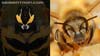 Takara Tomy: Movie Advanced Bumblebee - Image #85 of 155