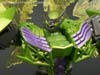 Takara Tomy: Movie Advanced Snarl - Image #108 of 154