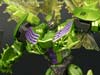 Takara Tomy: Movie Advanced Snarl - Image #128 of 154